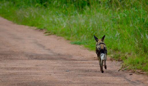 Wild Dog, Kruger National Park