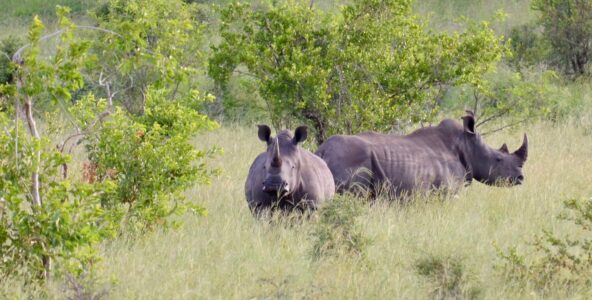 Rhinos, Kruger National Park