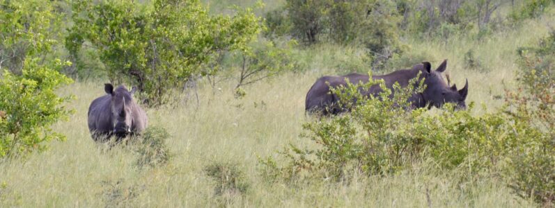 Rhinos, Kruger National Park