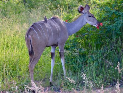 Impala, Kruger National Park