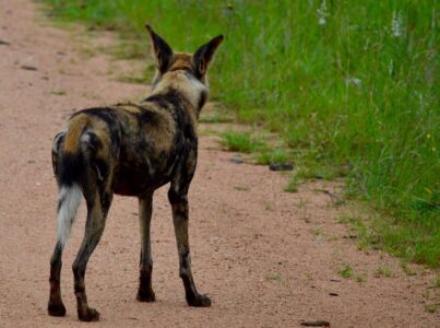 Wild Dog, Kruger National Park