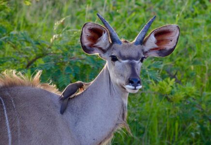 Impala, Kruger National Park