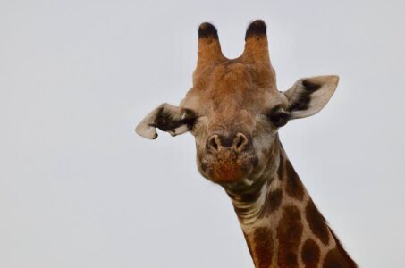 Giraffe, Kruger National Park