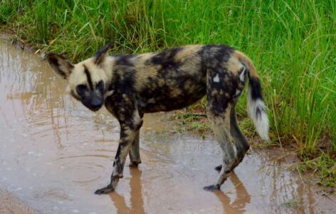 Wild Dog, Kruger National Park