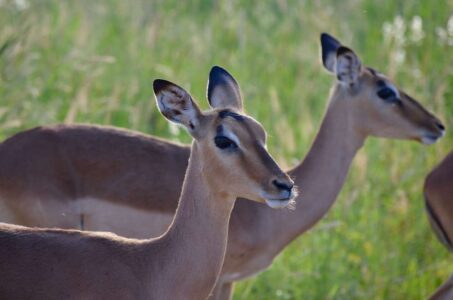 Impalas, Kruger National Park