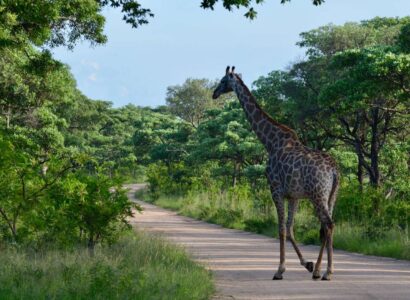 Giraffe, Kruger National Park