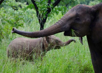 Elephants, Kruger National Park