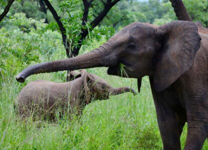 Elephants, Kruger National Park