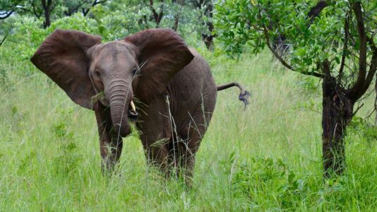 Elephant, Kruger National Park