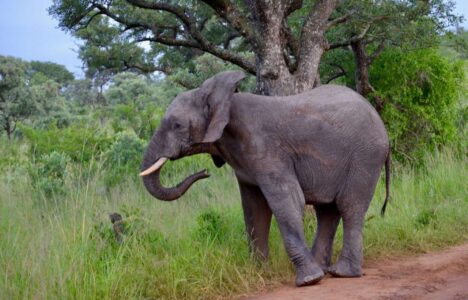 Elephant, Kruger National Park