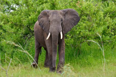 Elephant, Kruger National Park