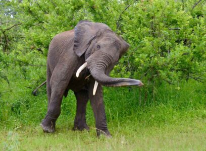Elephant, Kruger National Park