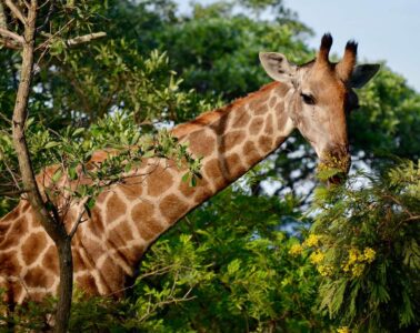 Giraffe, Kruger National Park