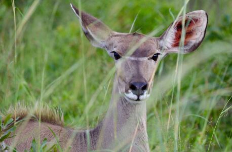 Impala, Kruger National Park