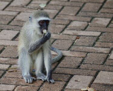 Vervet Monkey, Kruger National Park