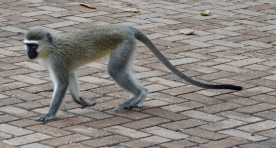 Vervet Monkey, Kruger National Park