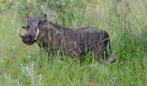 Warthog, Kruger National Park