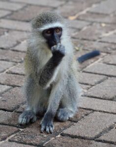 Vervet Monkey, Kruger National Park