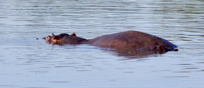 Hippo, Kruger National Park