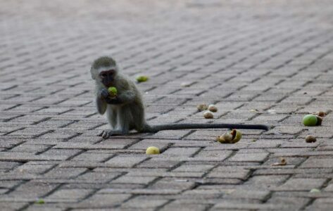 Vervet Monkey, Kruger National Park