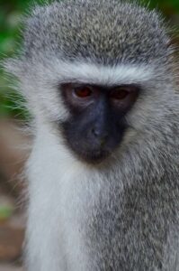 Vervet Monkey, Kruger National Park