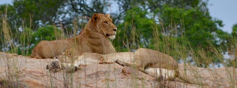 Lionesses, Kruger National Park