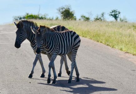 Zebras, Kruger National Park