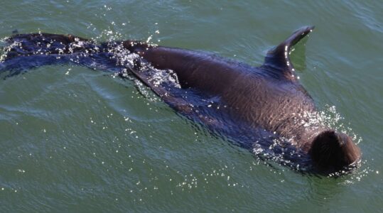 Sea Lion, Kalk Bay, Cape Town