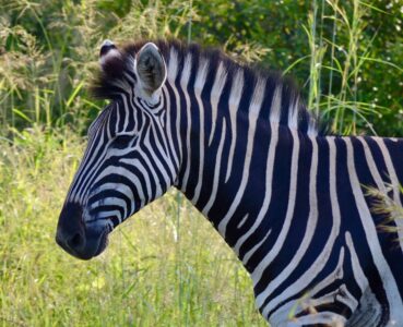 Zebra, Kruger National Park