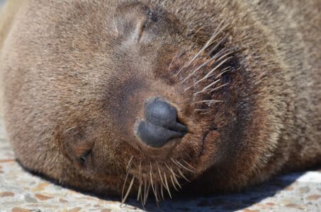 Sea Lion, Kalk Bay, Cape Town