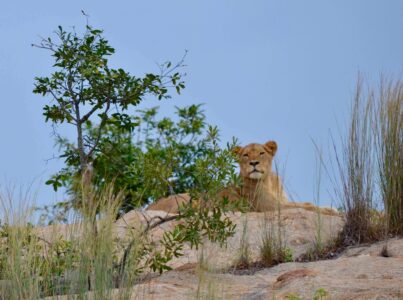 Lioness, Kruger National Park