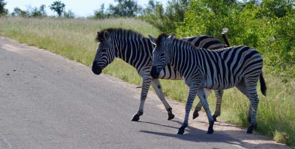 Zebras, Kruger National Park