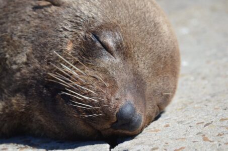 Sea Lion, Kalk Bay, Cape Town
