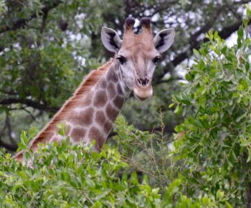 Giraffe, Kruger National Park