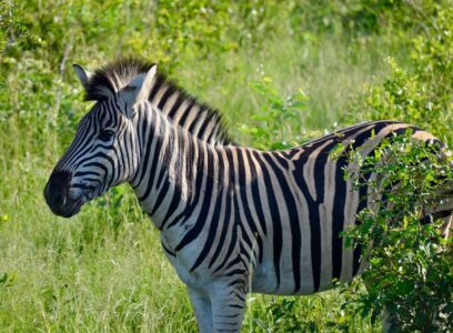 Zebra, Kruger National Park