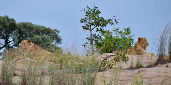 Lionesses, Kruger National Park