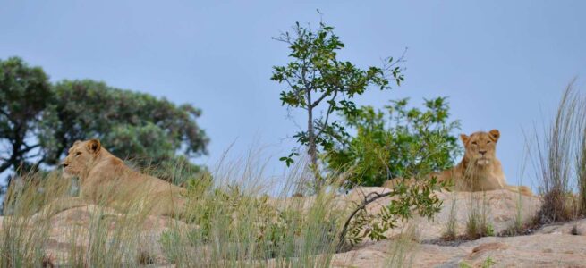 Lionesses, Kruger National Park