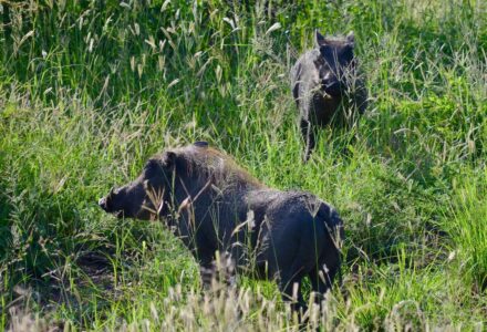 Warthogs, Kruger National Park