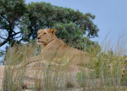 Lioness, Kruger National Park