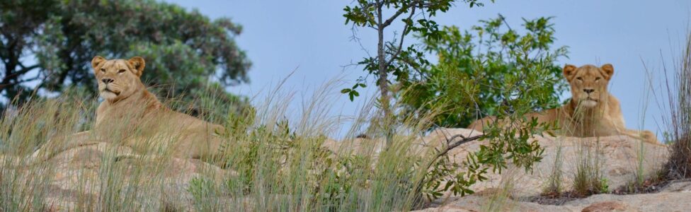Lionesses, Kruger National Park