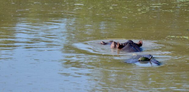 Hippo, Kruger National Park