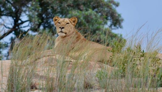 Lioness, Kruger National Park
