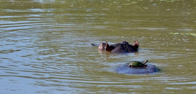 Hippo, Kruger National Park
