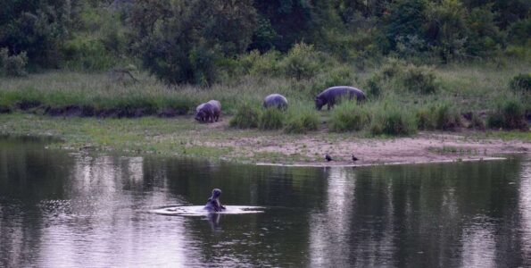 Hippos, Kruger National Park