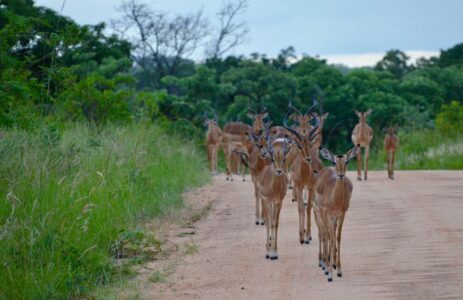 Impalas, Kruger National Park