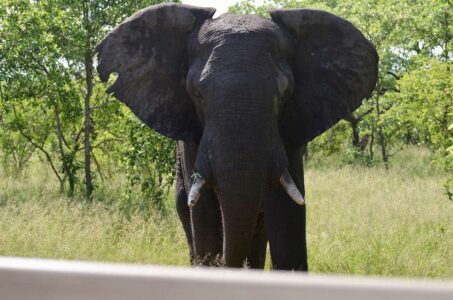 Elephant, Kruger National Park