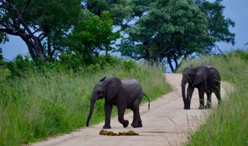 Elephants, Kruger National Park