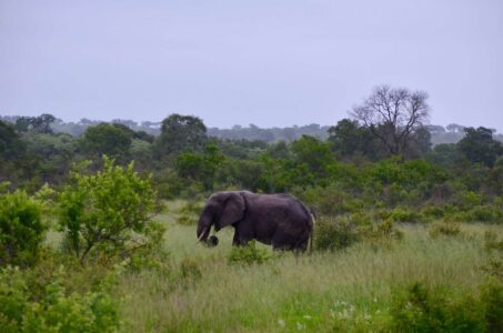 Elephant, Kruger National Park