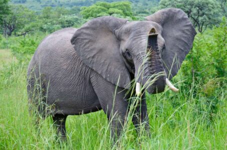 Elephant, Kruger National Park