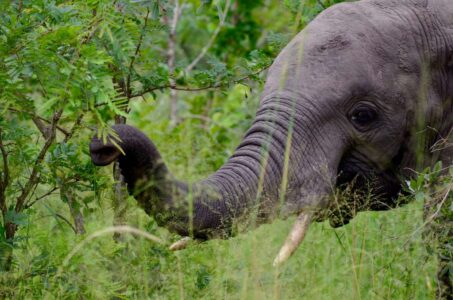 Elephant, Kruger National Park